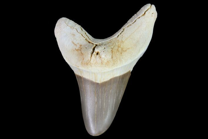 Cretaceous Cretoxyrhina Shark Tooth - Kansas #71753